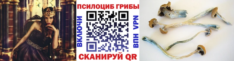 kraken ТОР  Онега  Галлюциногенные грибы Cubensis 